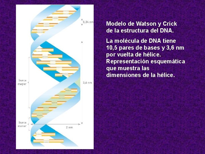 Modelo de Watson y Crick de la estructura del DNA. La molécula de DNA