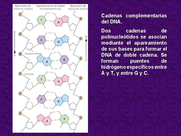 Cadenas complementarias del DNA. Dos cadenas de polinucleótidos se asocian mediante el apareamiento de