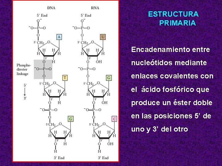 ESTRUCTURA PRIMARIA Encadenamiento entre nucleótidos mediante enlaces covalentes con el ácido fosfórico que produce
