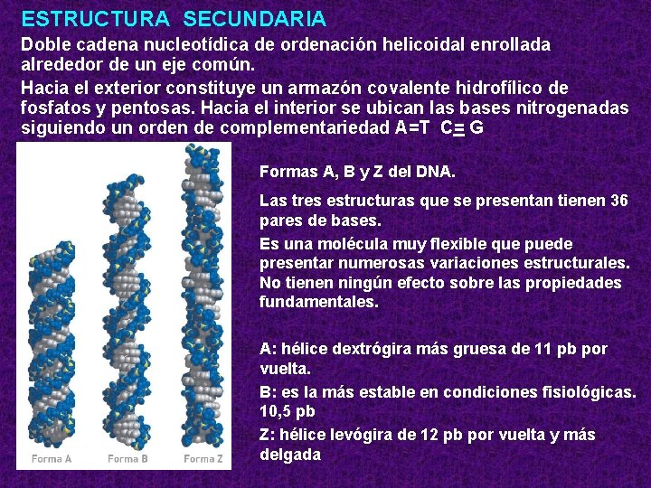 ESTRUCTURA SECUNDARIA Doble cadena nucleotídica de ordenación helicoidal enrollada alrededor de un eje común.