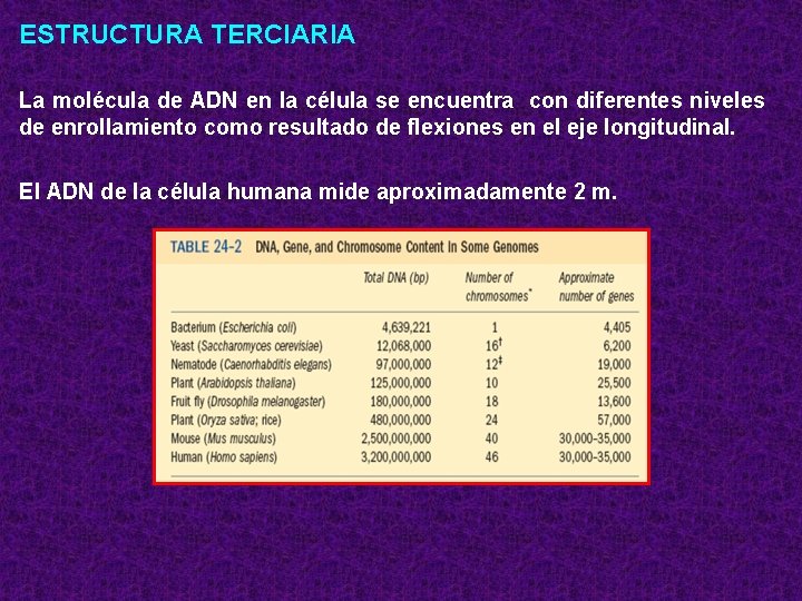 ESTRUCTURA TERCIARIA La molécula de ADN en la célula se encuentra con diferentes niveles