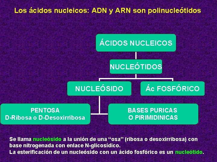 Los ácidos nucleicos: ADN y ARN son polinucleótidos ÁCIDOS NUCLEICOS NUCLEÓTIDOS NUCLEÓSIDO PENTOSA D-Ribosa