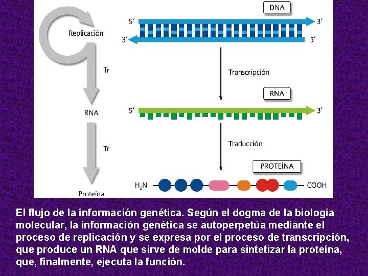 El flujo de la información genética. Según el dogma de la biología molecular, la