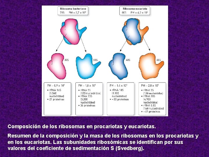 Composición de los ribosomas en procariotas y eucariotas. Resumen de la composición y la