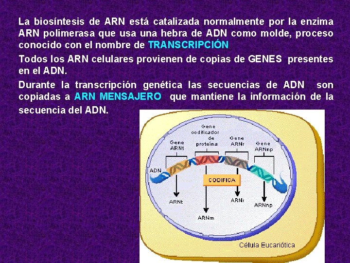 La biosíntesis de ARN está catalizada normalmente por la enzima ARN polimerasa que usa