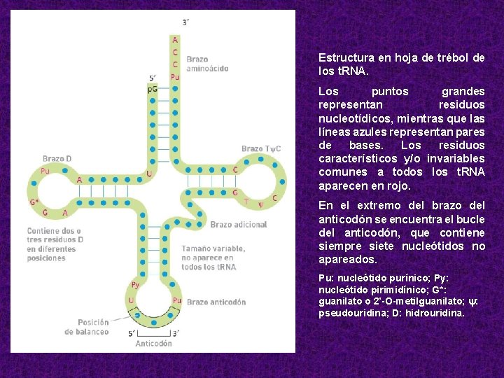 Estructura en hoja de trébol de los t. RNA. Los puntos grandes representan residuos
