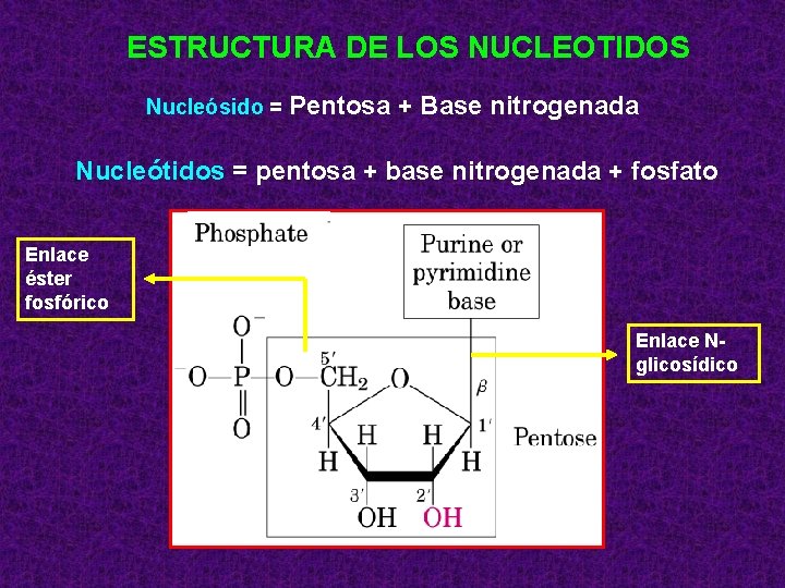 ESTRUCTURA DE LOS NUCLEOTIDOS Nucleósido = Pentosa + Base nitrogenada Nucleótidos = pentosa +