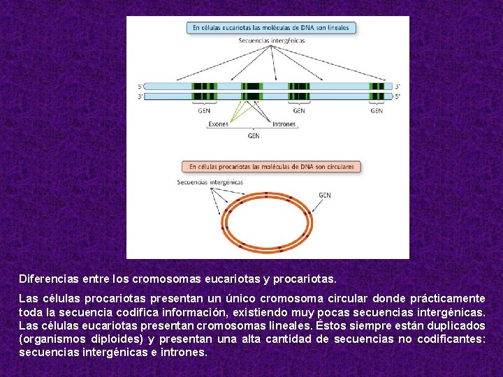 Diferencias entre los cromosomas eucariotas y procariotas. Las células procariotas presentan un único cromosoma