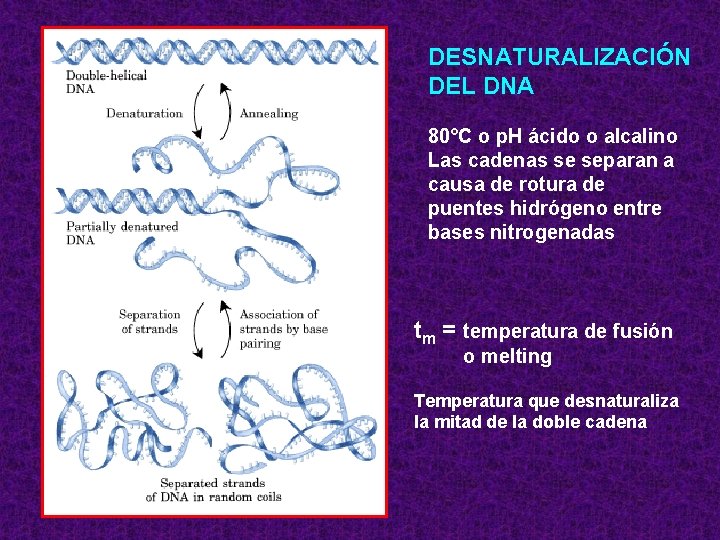 DESNATURALIZACIÓN DEL DNA 80°C o p. H ácido o alcalino Las cadenas se separan