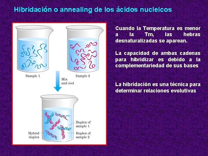 Hibridación o annealing de los ácidos nucleicos Cuando la Temperatura es menor a la