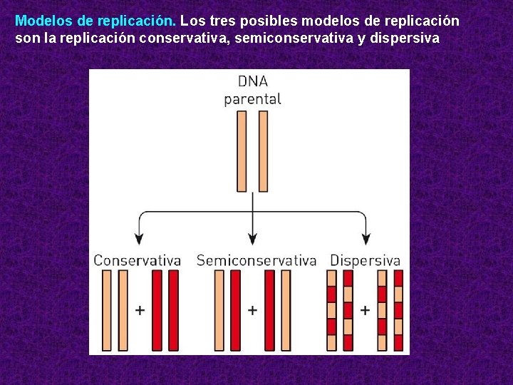 Modelos de replicación. Los tres posibles modelos de replicación son la replicación conservativa, semiconservativa