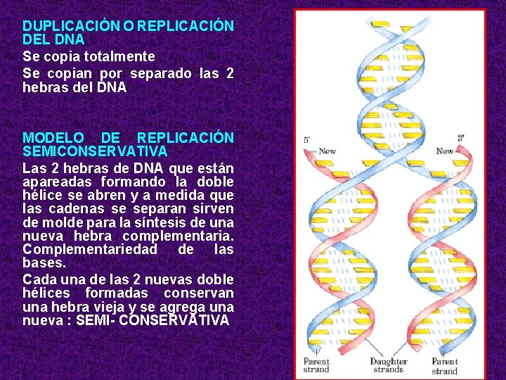 DUPLICACIÓN O REPLICACIÓN DEL DNA Se copia totalmente Se copian por separado las 2