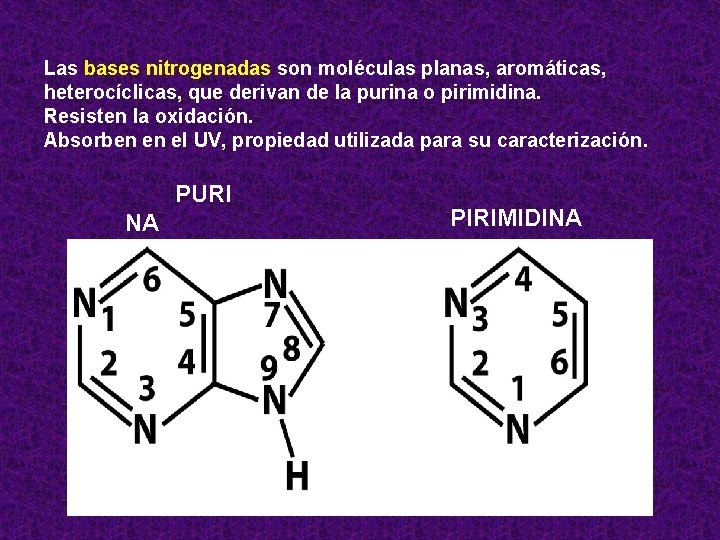 Las bases nitrogenadas son moléculas planas, aromáticas, heterocíclicas, que derivan de la purina o