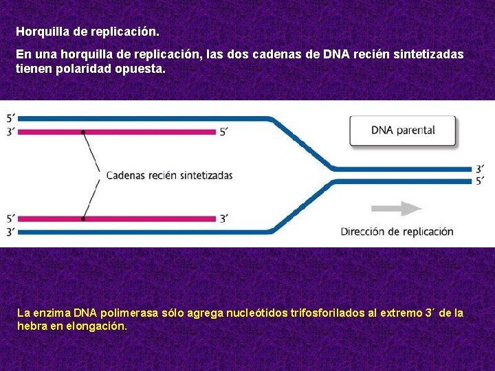 Horquilla de replicación. En una horquilla de replicación, las dos cadenas de DNA recién