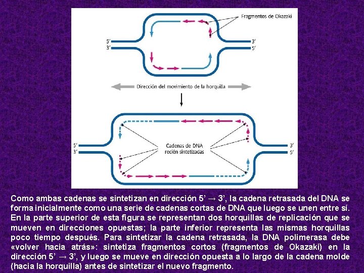 Como ambas cadenas se sintetizan en dirección 5’ → 3’, la cadena retrasada del