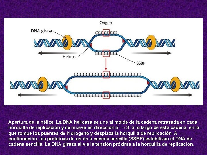 Apertura de la hélice. La DNA helicasa se une al molde de la cadena