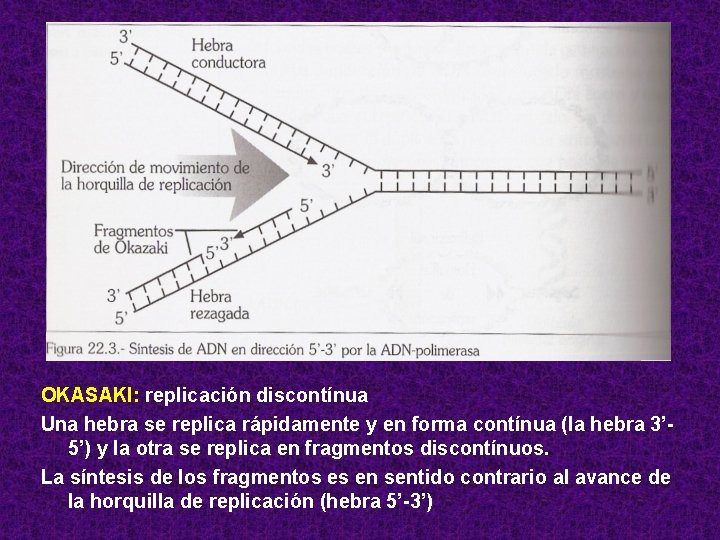 OKASAKI: replicación discontínua Una hebra se replica rápidamente y en forma contínua (la hebra