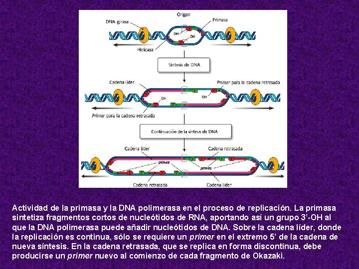 Actividad de la primasa y la DNA polimerasa en el proceso de replicación. La