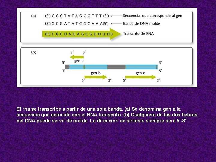 El rna se transcribe a partir de una sola banda. (a) Se denomina gen