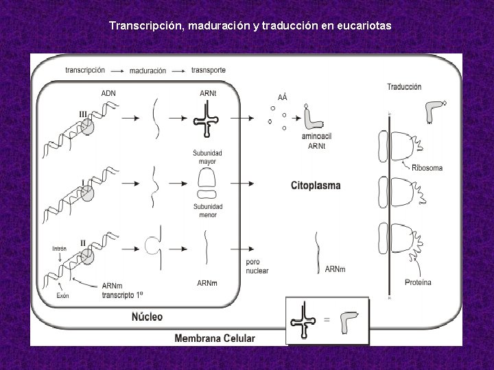 Transcripción, maduración y traducción en eucariotas 