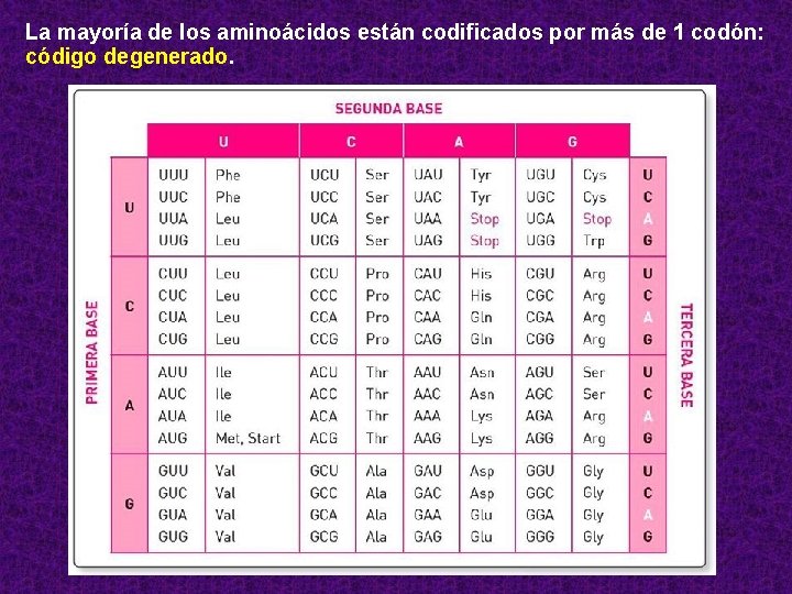 La mayoría de los aminoácidos están codificados por más de 1 codón: código degenerado.