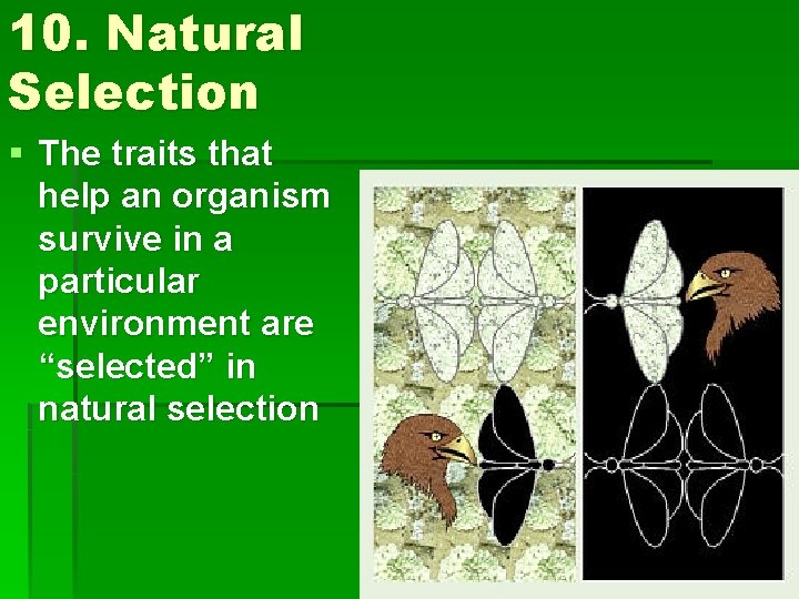 10. Natural Selection § The traits that help an organism survive in a particular