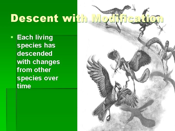 Descent with Modification § Each living species has descended with changes from other species