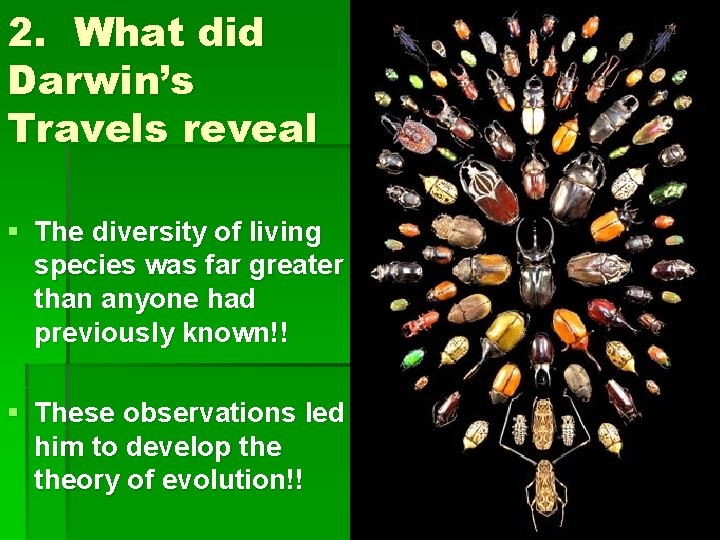2. What did Darwin’s Travels reveal § The diversity of living species was far
