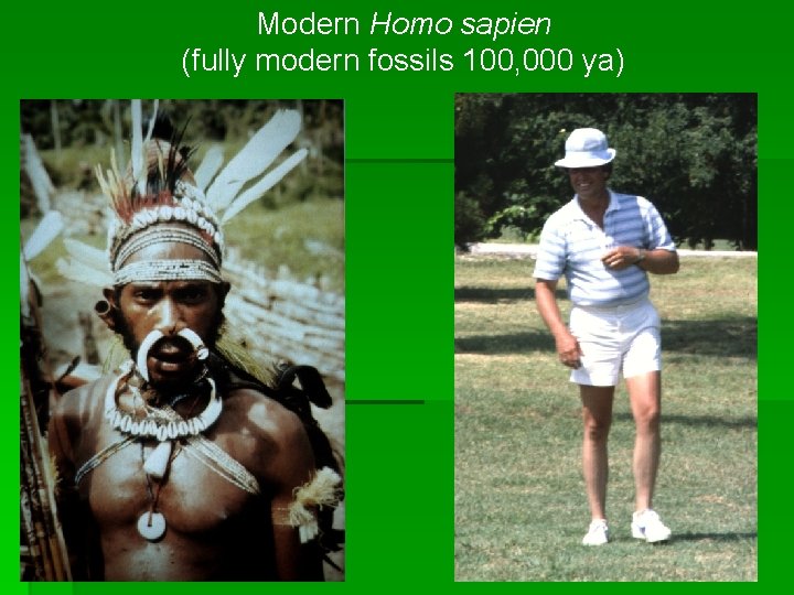 Modern Homo sapien (fully modern fossils 100, 000 ya) 