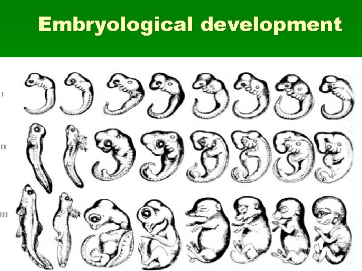 Embryological development 