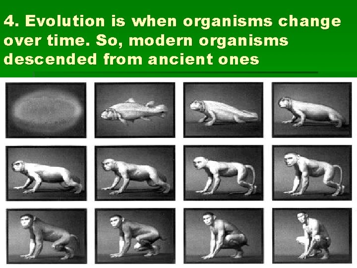 4. Evolution is when organisms change over time. So, modern organisms descended from ancient