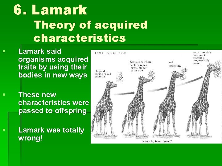 6. Lamark Theory of acquired characteristics § Lamark said organisms acquired traits by using