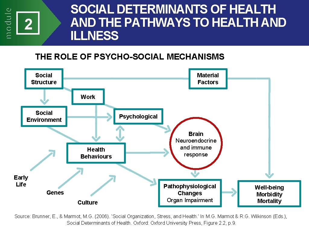 SOCIAL DETERMINANTS OF HEALTH AND THE PATHWAYS TO HEALTH AND ILLNESS 2 THE ROLE