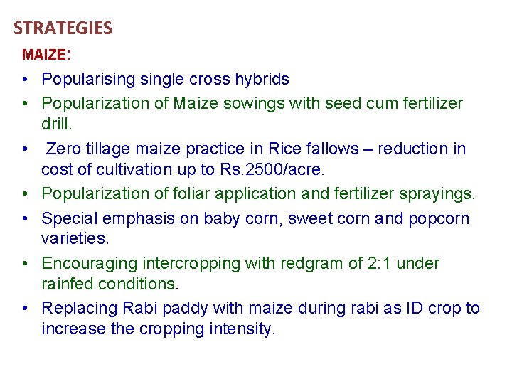 STRATEGIES MAIZE: • Popularisingle cross hybrids • Popularization of Maize sowings with seed cum