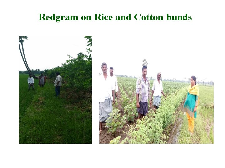 Redgram on Rice and Cotton bunds 
