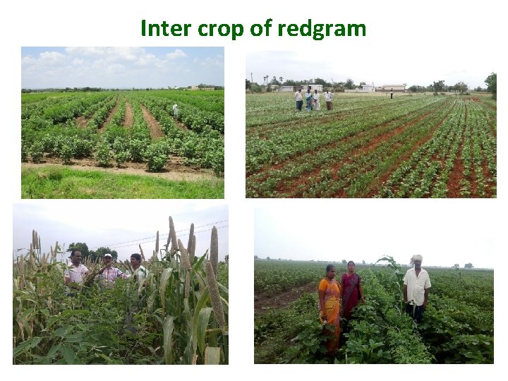 Inter crop of redgram 