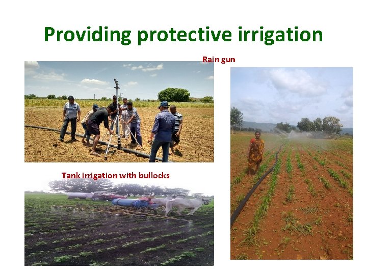 Providing protective irrigation Rain gun Tank irrigation with bullocks 