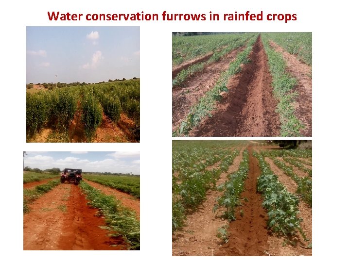 Water conservation furrows in rainfed crops 