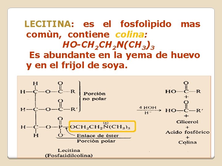 LECITINA: es el fosfolìpido mas comùn, contiene colina: HO-CH 2 N(CH 3)3 Es abundante LECITINA: es el fosfolìpido mas comùn, contiene colina: HO-CH 2 N(CH 3)3 Es abundante