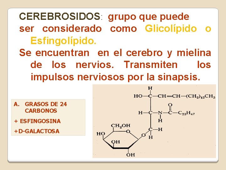 CEREBROSIDOS: grupo que puede ser considerado como Glicolípido o Esfingolípido. Se encuentran en el CEREBROSIDOS: grupo que puede ser considerado como Glicolípido o Esfingolípido. Se encuentran en el