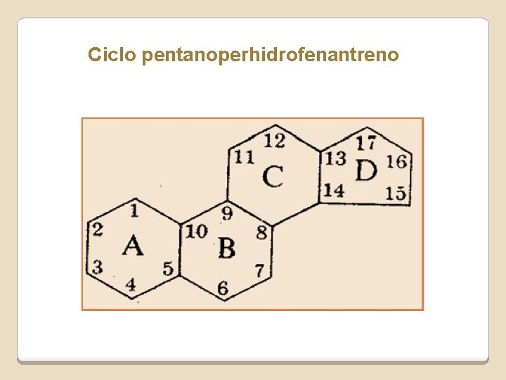 Ciclo pentanoperhidrofenantreno Ciclo pentanoperhidrofenantreno