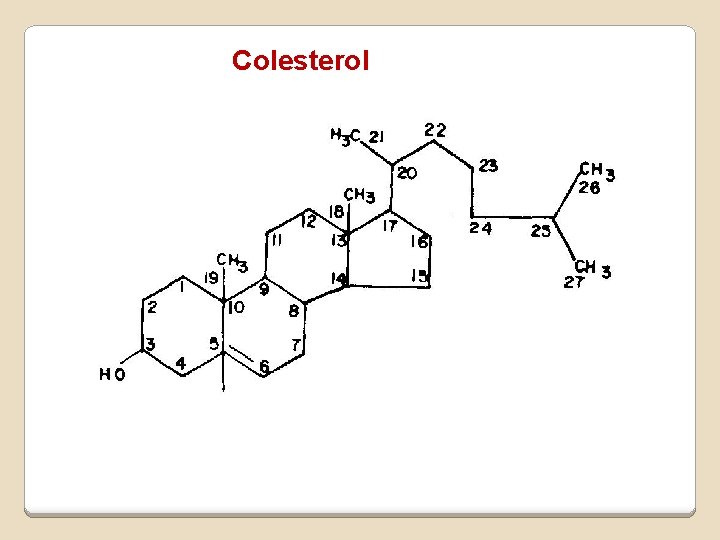 Colesterol Colesterol
