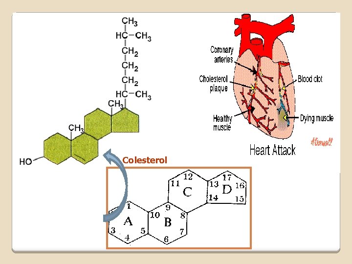 Colesterol Colesterol