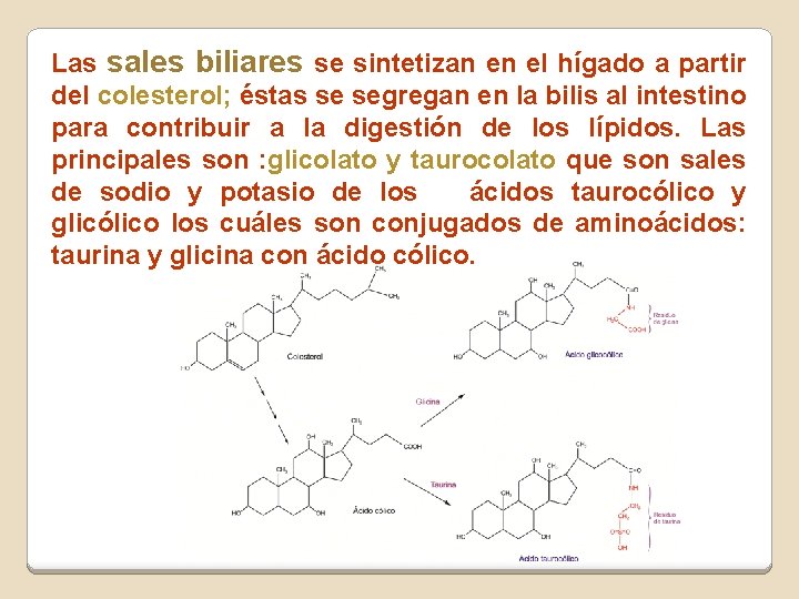 Las sales biliares se sintetizan en el hígado a partir del colesterol; éstas se Las sales biliares se sintetizan en el hígado a partir del colesterol; éstas se