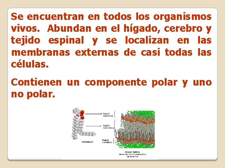 Se encuentran en todos los organismos vivos. Abundan en el hígado, cerebro y tejido Se encuentran en todos los organismos vivos. Abundan en el hígado, cerebro y tejido