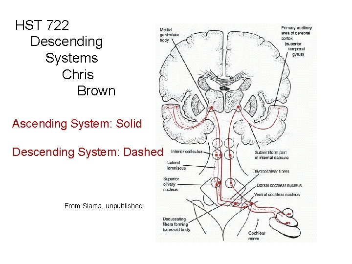 HST 722 Descending Systems Chris Brown Ascending System: Solid Descending System: Dashed From Slama,
