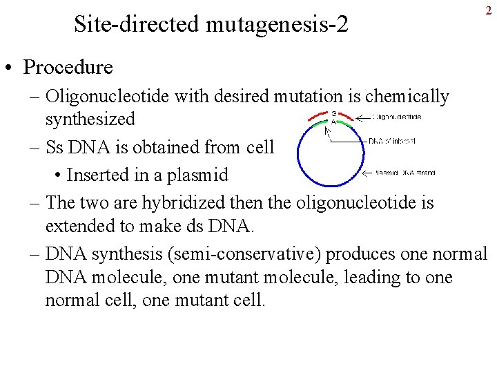 Site-directed mutagenesis-2 2 • Procedure – Oligonucleotide with desired mutation is chemically synthesized –