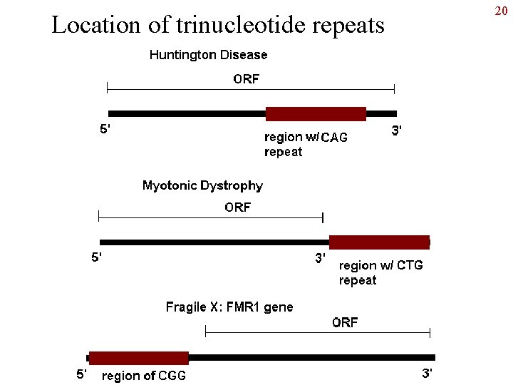 Location of trinucleotide repeats 20 