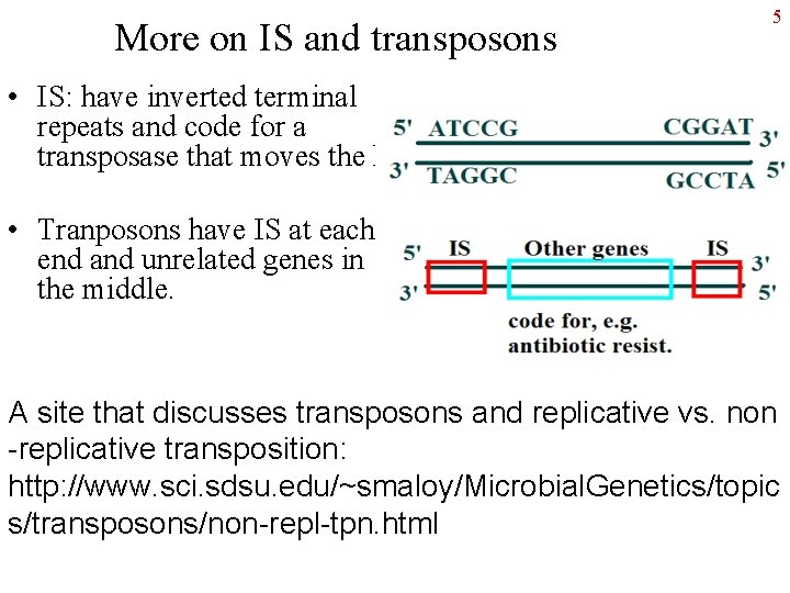 More on IS and transposons 5 • IS: have inverted terminal repeats and code
