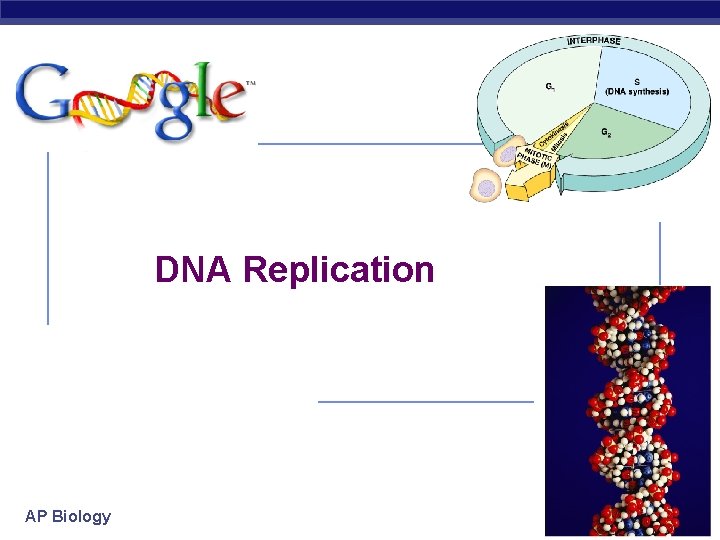 DNA Replication AP Biology 2007 -2008 
